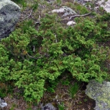 Sibirska smreka: fotografija i opis